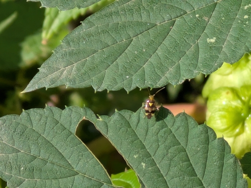 Three Spotted Nettle Bug