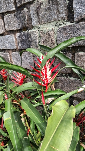 Heliconia angusta