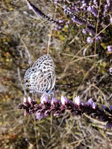 Lang's Short-tailed Blue