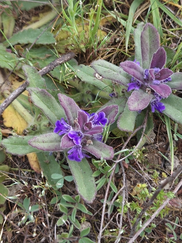 Austral Bugle