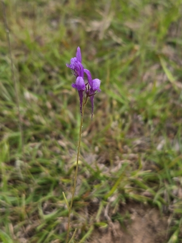 Jersey toadflax