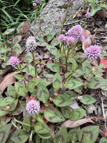 pink knotweed