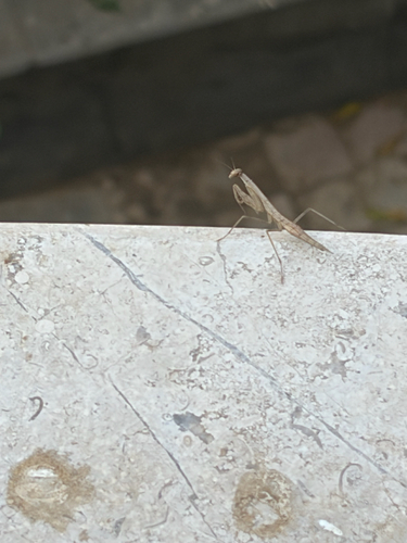 Egyptian Praying Mantis