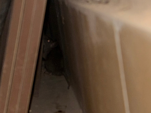 Black Rat