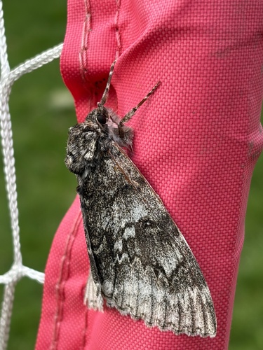 Blue Underwing