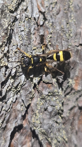 Field digger wasp
