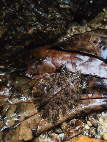 Malayan Softshell Turtle