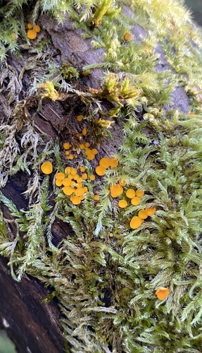 Yellow Fairy Cups