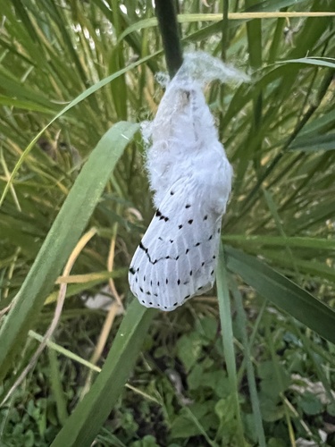 Dot-lined White