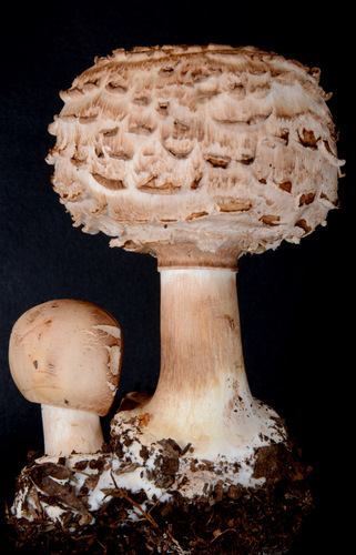 Shaggy Parasol