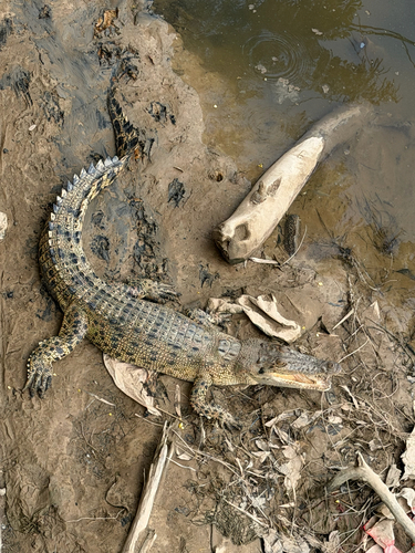 Saltwater Crocodile