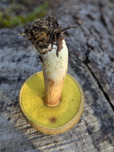 Suede Bolete