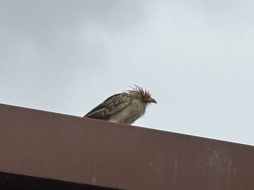 Guira Cuckoo