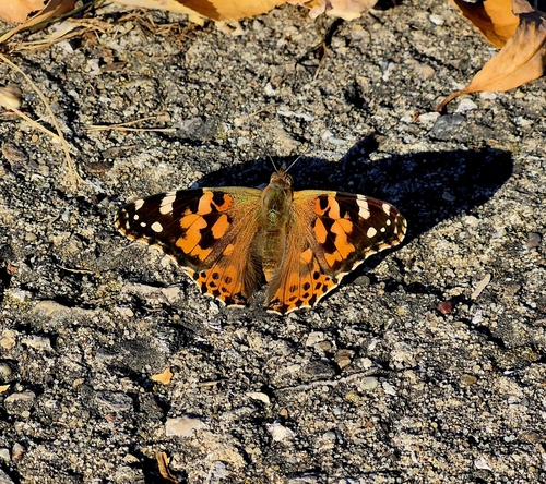 Painted Lady