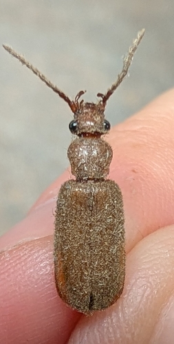 Flat-horned Ground Beetles