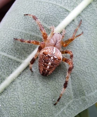 Cross Orbweaver
