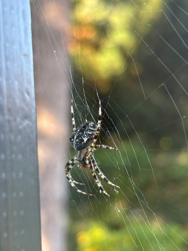 Cross Orbweaver