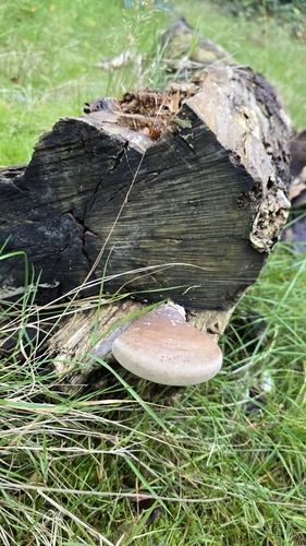birch polypore