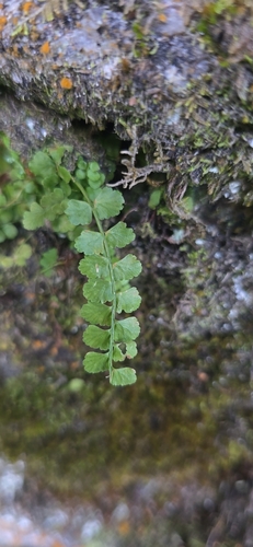 green spleenwort
