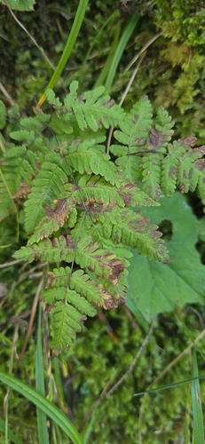 northern oak fern