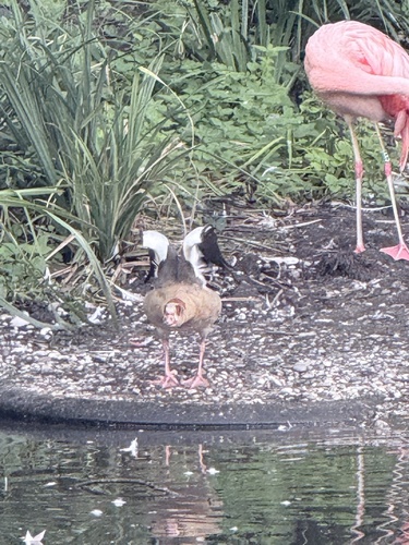 Egyptian Goose