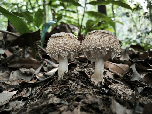 Clarkeinda trachodes