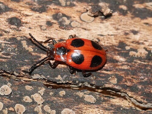 False Ladybird