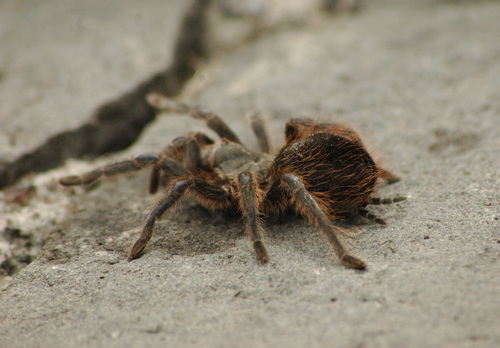 Pedregal Tarantula