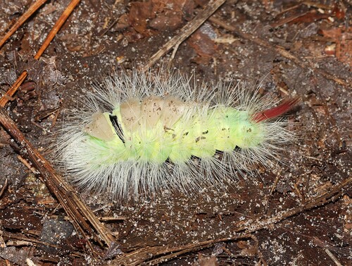 Pale Tussock Moth