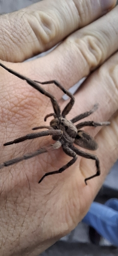 Radiated Wolf Spider