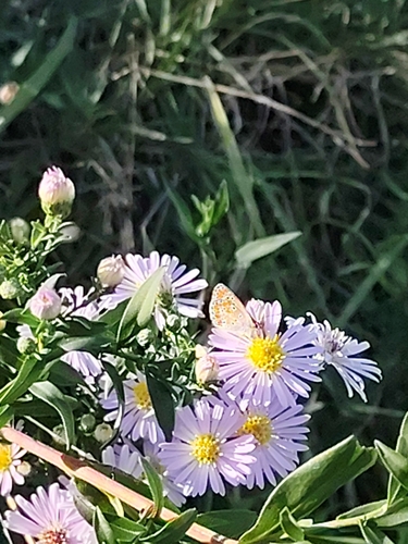 Brown Argus