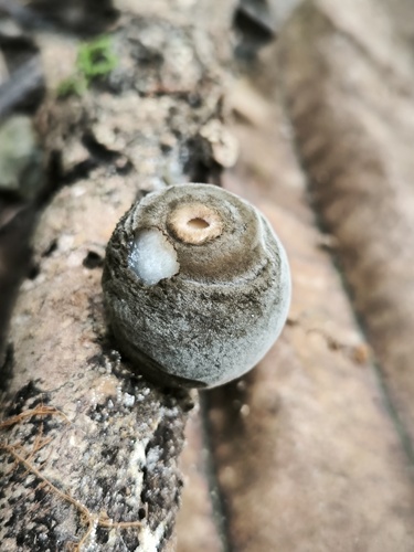 Trichaleurina javanica