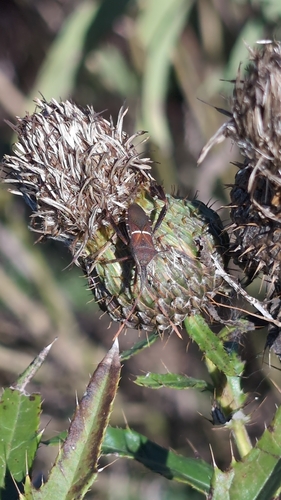Eastern Leaf-footed Bug