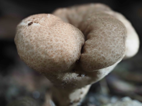 Brain puffball