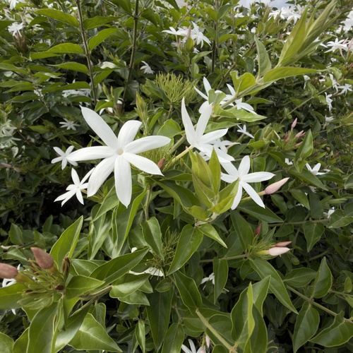 Wild Jasmine