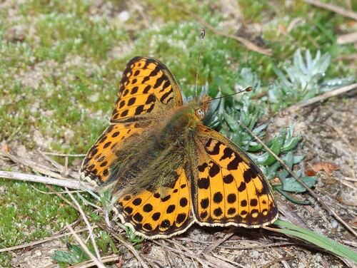 Queen of Spain Fritillary