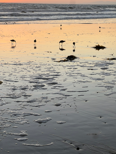 iNaturalist observation photo of Shorebirds and Allies