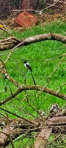 Fork-tailed Flycatcher