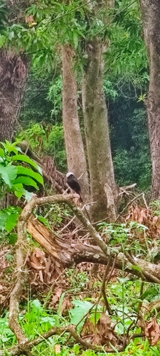 Long-tailed Tyrant