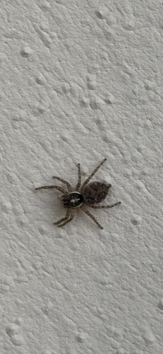 Half-edged Wall Jumping Spider