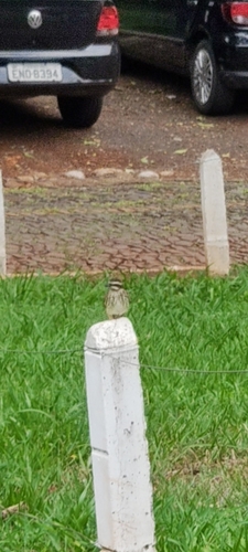 Variegated Flycatcher