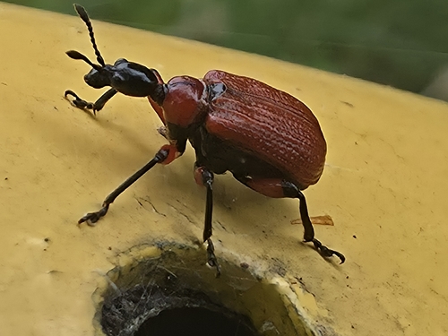 Hazel leaf-roller weevil