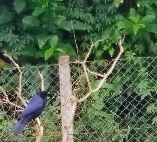 Shiny Cowbird