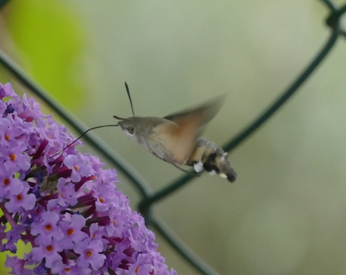 Eurasian Hummingbird Hawkmoth