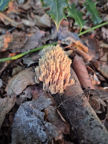 Upright Coral Fungus