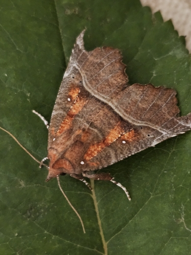 Herald Moth