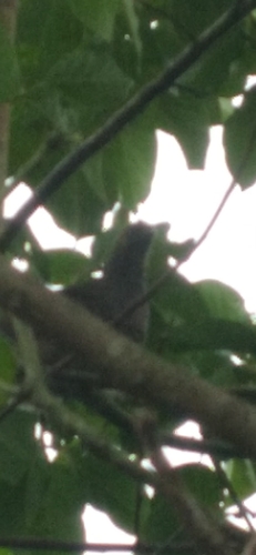 East Brazilian Chachalaca