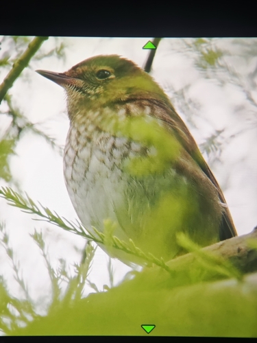 Rufous-tailed Robin