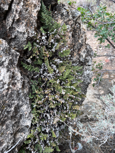 Fee's lip fern