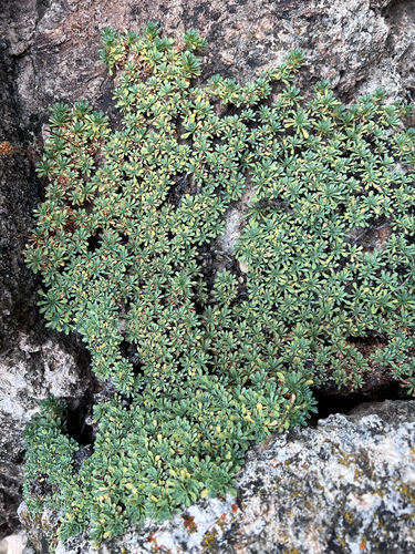 mat rock spiraea